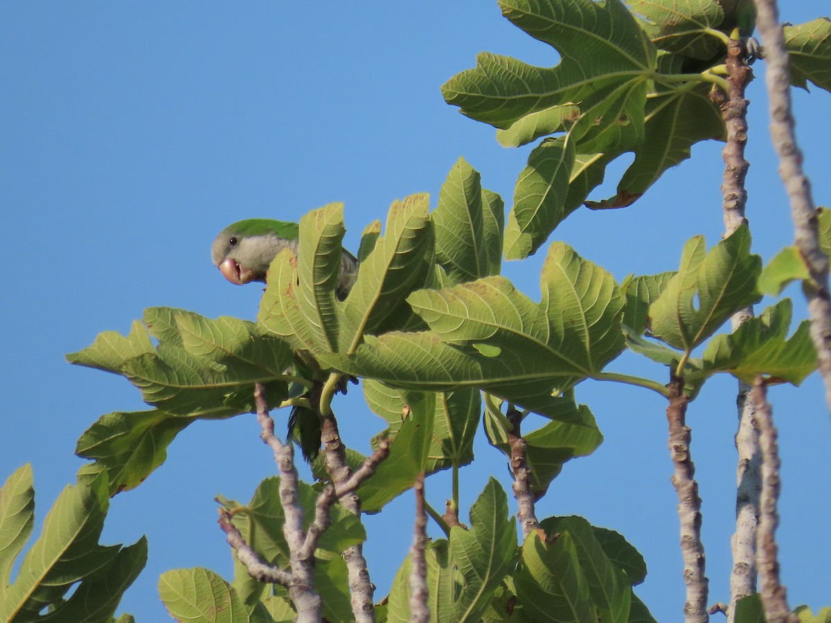 Monk Parakeet - ML622122360