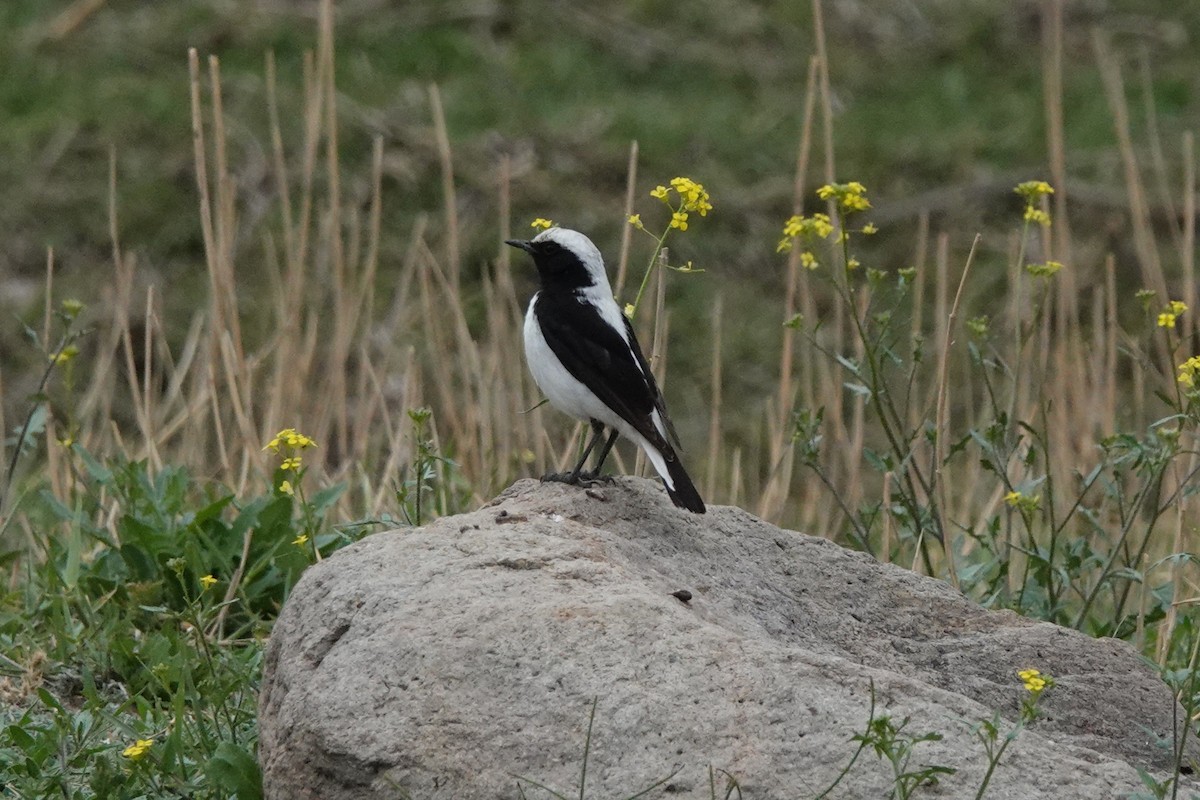 Finsch's Wheatear - ML622122373