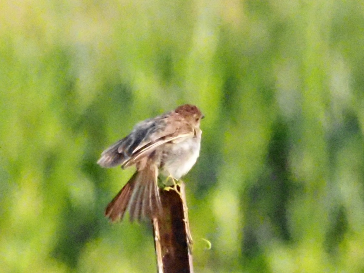 Eastern Phoebe - ML622122396