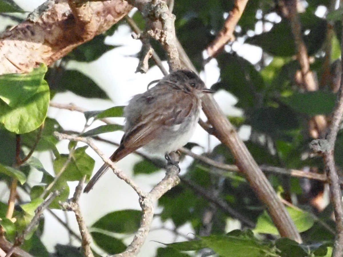 Eastern Phoebe - ML622122397