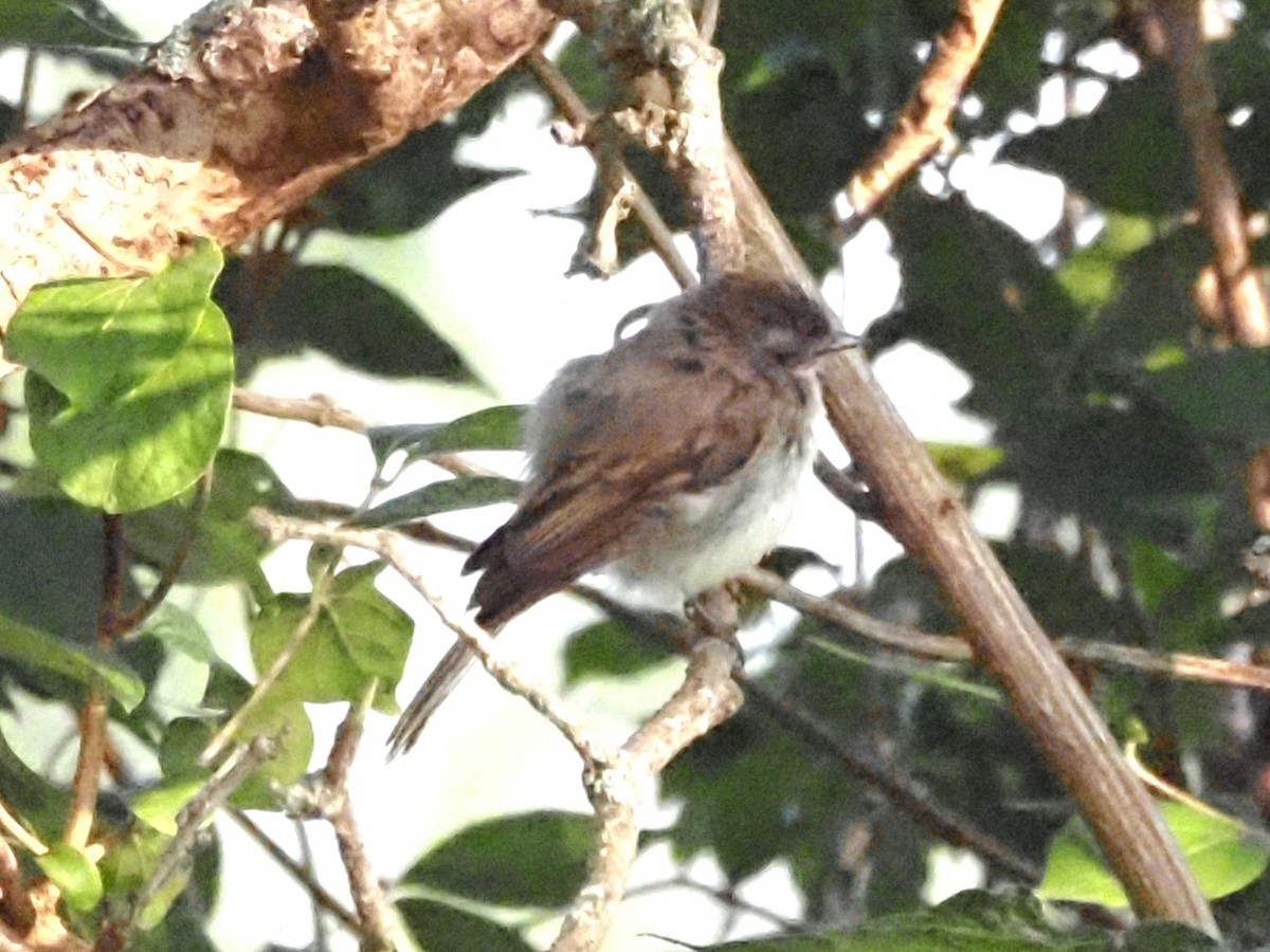 Eastern Phoebe - Jonine Dewitte