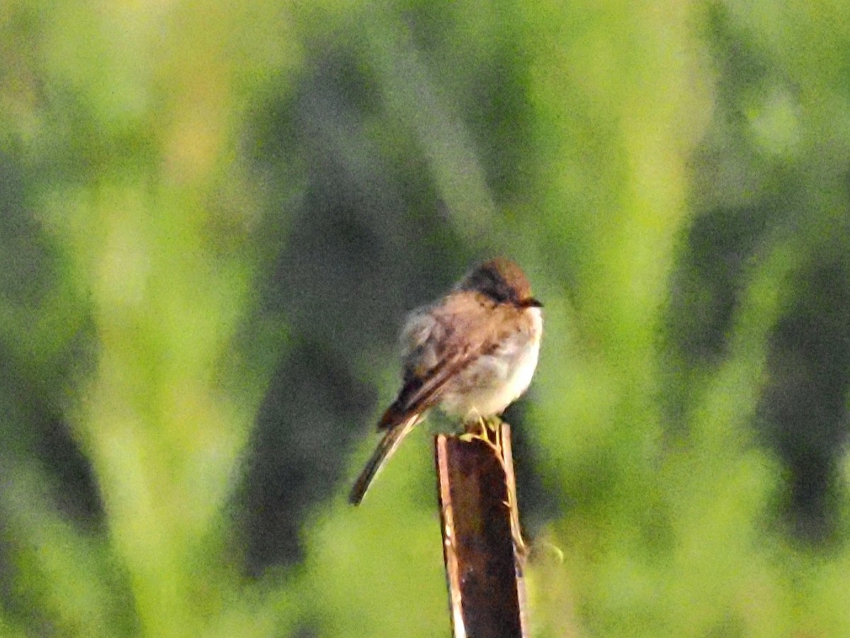 Eastern Phoebe - ML622122399