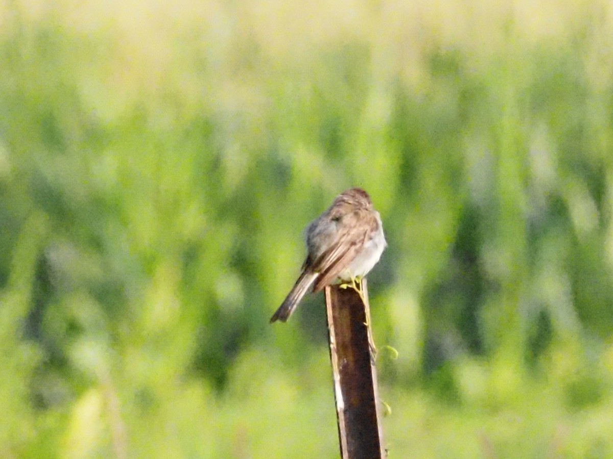 Eastern Phoebe - ML622122400