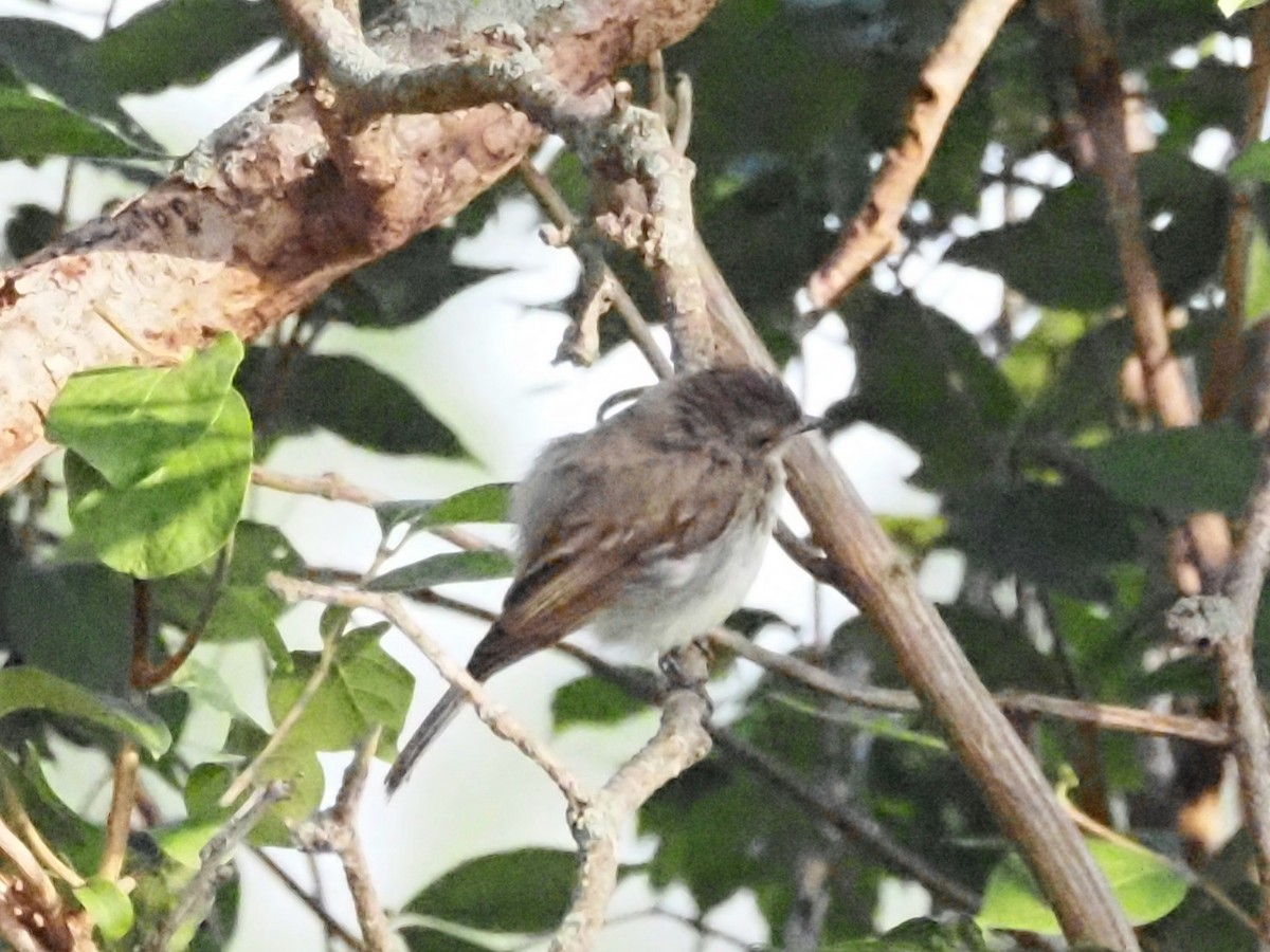 Eastern Phoebe - ML622122401