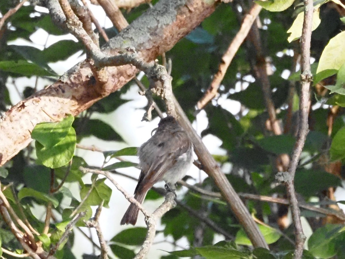 Eastern Phoebe - ML622122402