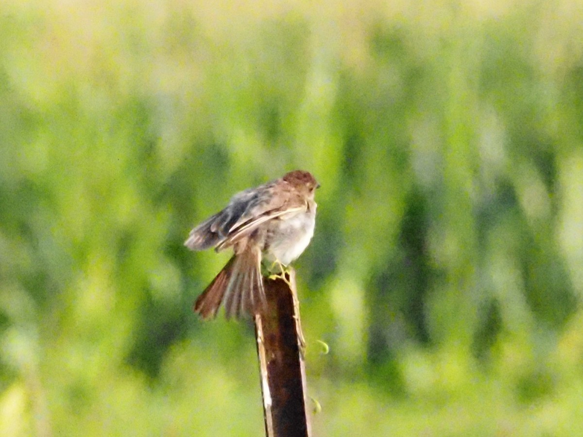 Eastern Phoebe - ML622122403