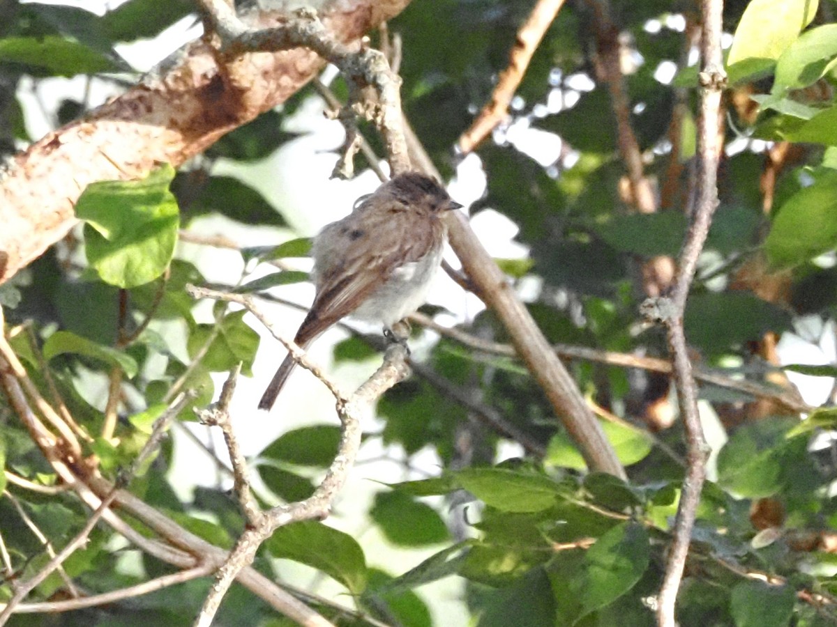 Eastern Phoebe - ML622122404