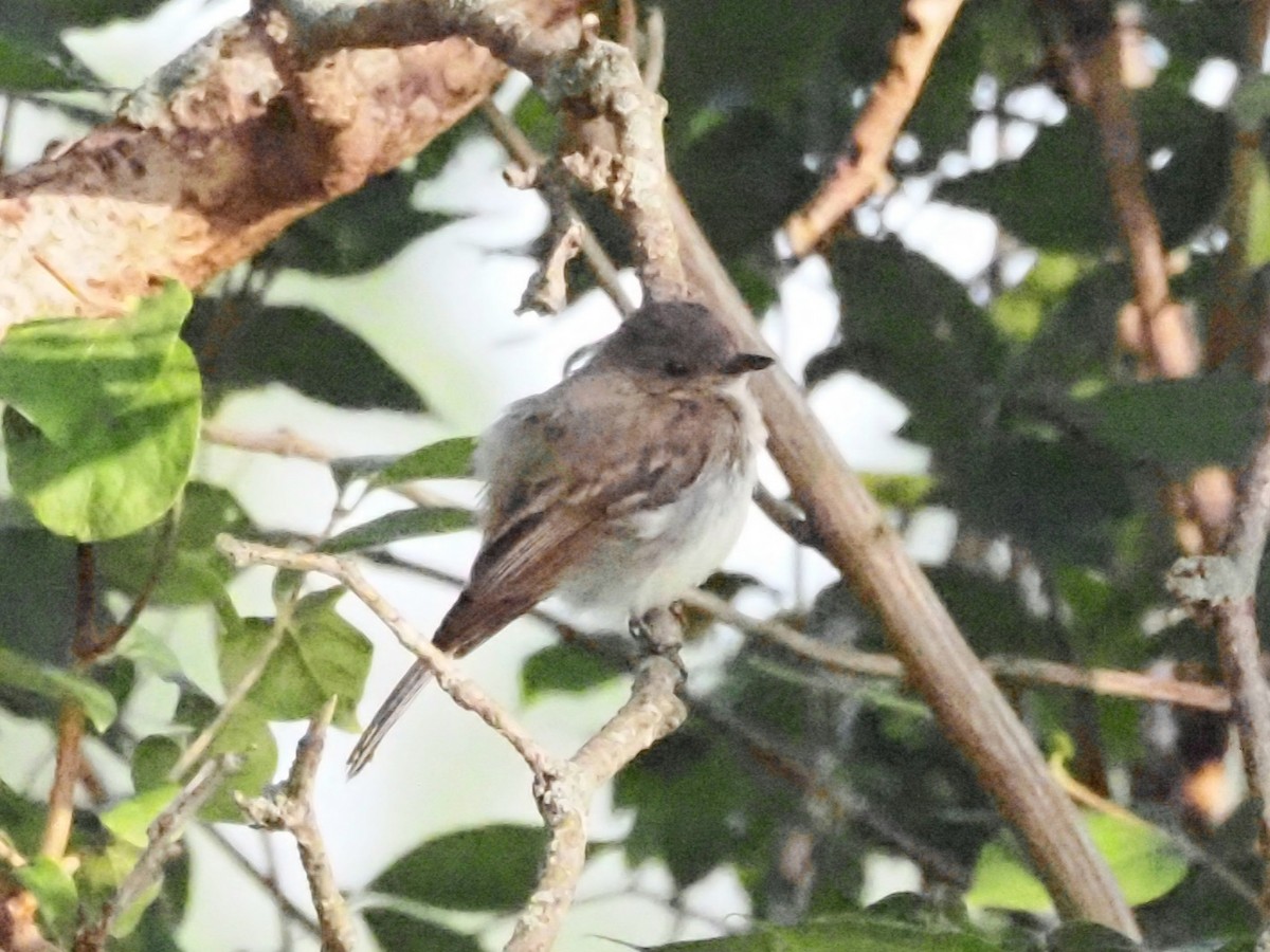 Eastern Phoebe - ML622122405