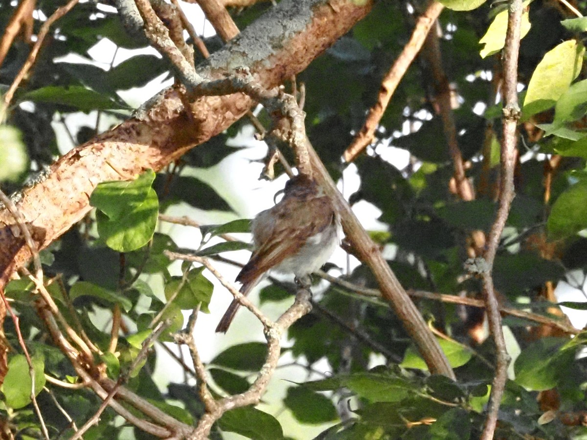 Eastern Phoebe - ML622122406