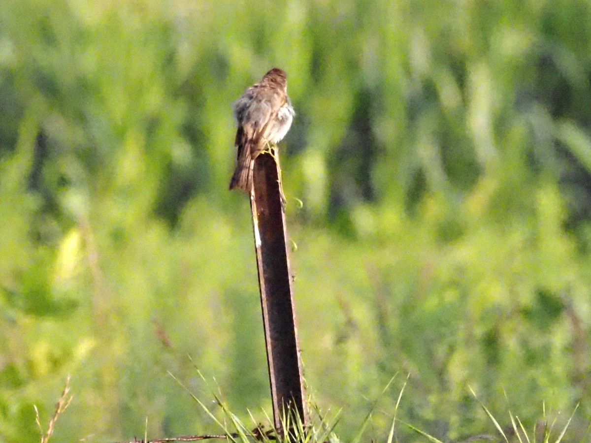 Eastern Phoebe - ML622122407