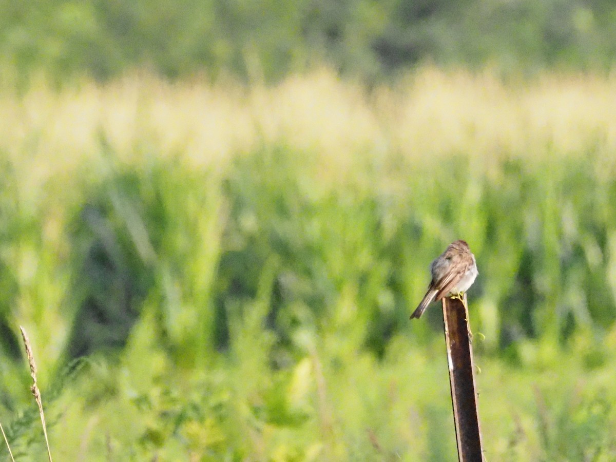 Eastern Phoebe - ML622122408