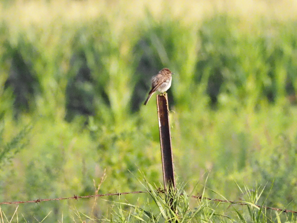 Eastern Phoebe - ML622122409