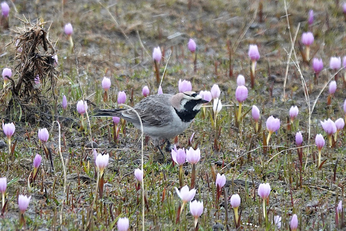 Horned Lark - ML622122412