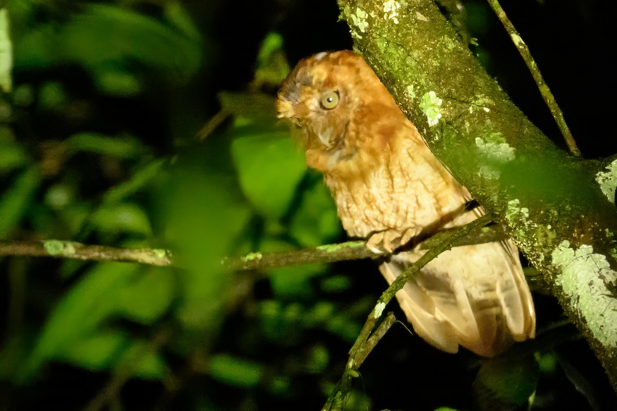 Santa Marta Screech-Owl - ML622122415