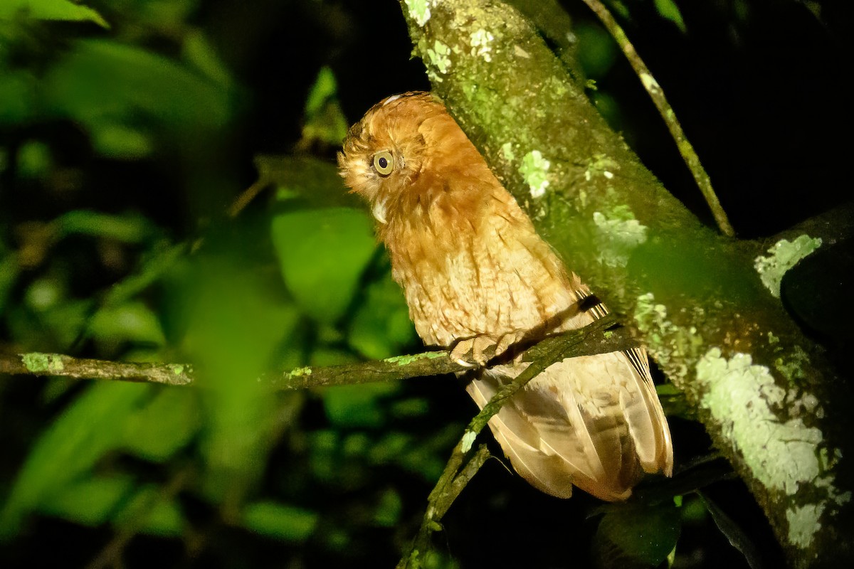 Santa Marta Screech-Owl - ML622122416