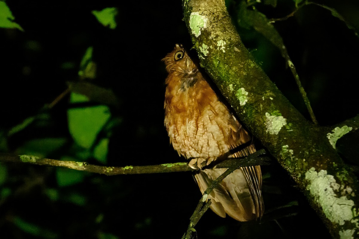 Santa Marta Screech-Owl - ML622122417