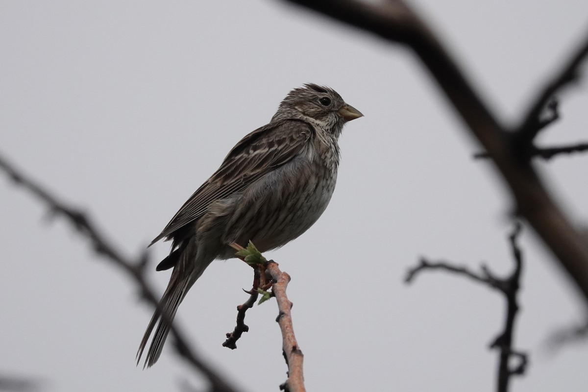 Corn Bunting - ML622122418