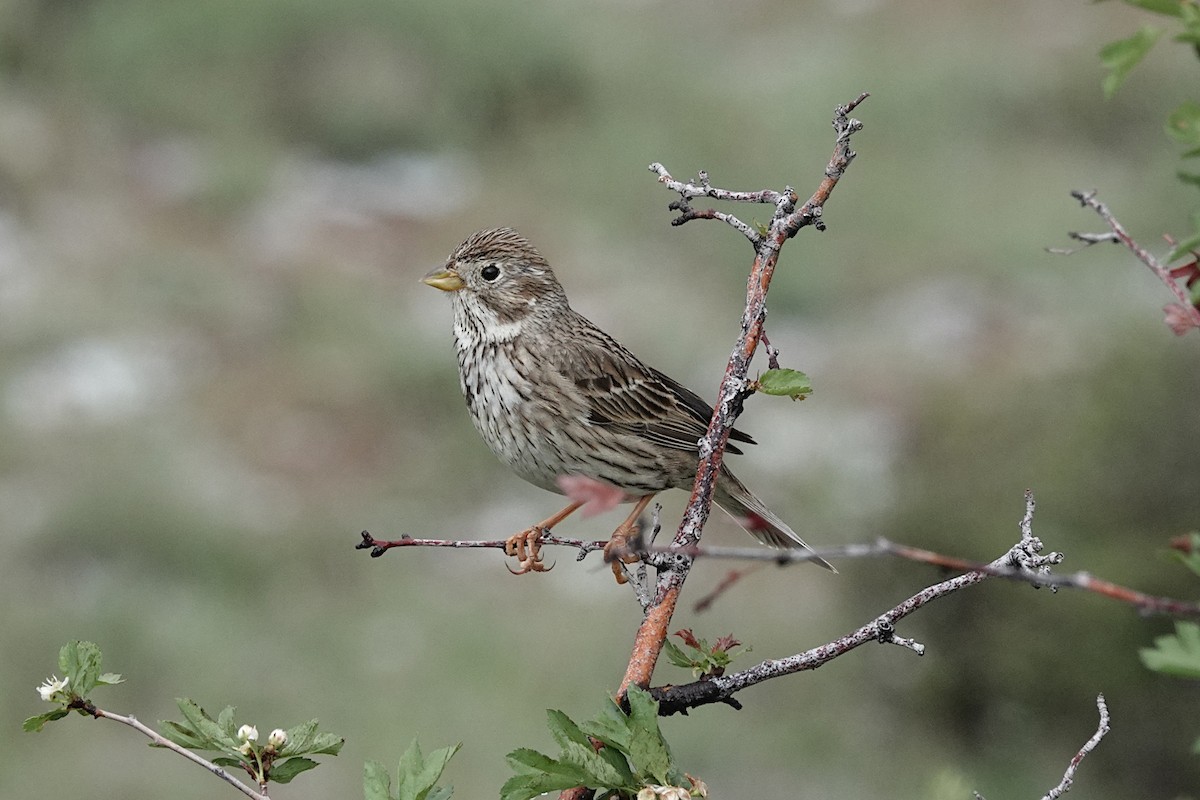 Corn Bunting - Frantz Barrault