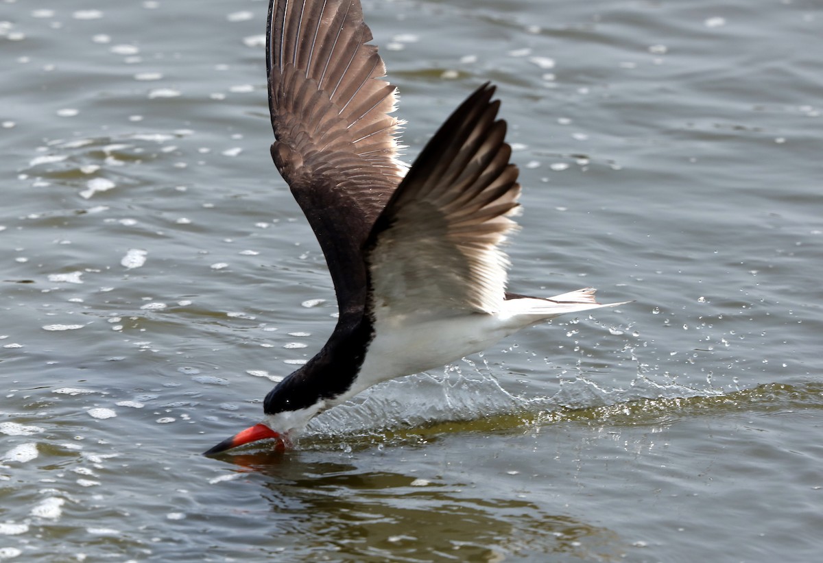 Black Skimmer - ML622122422