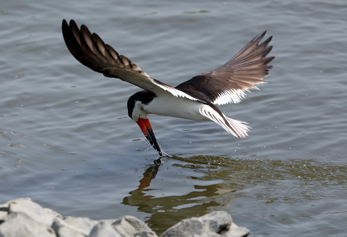 Black Skimmer - ML622122423