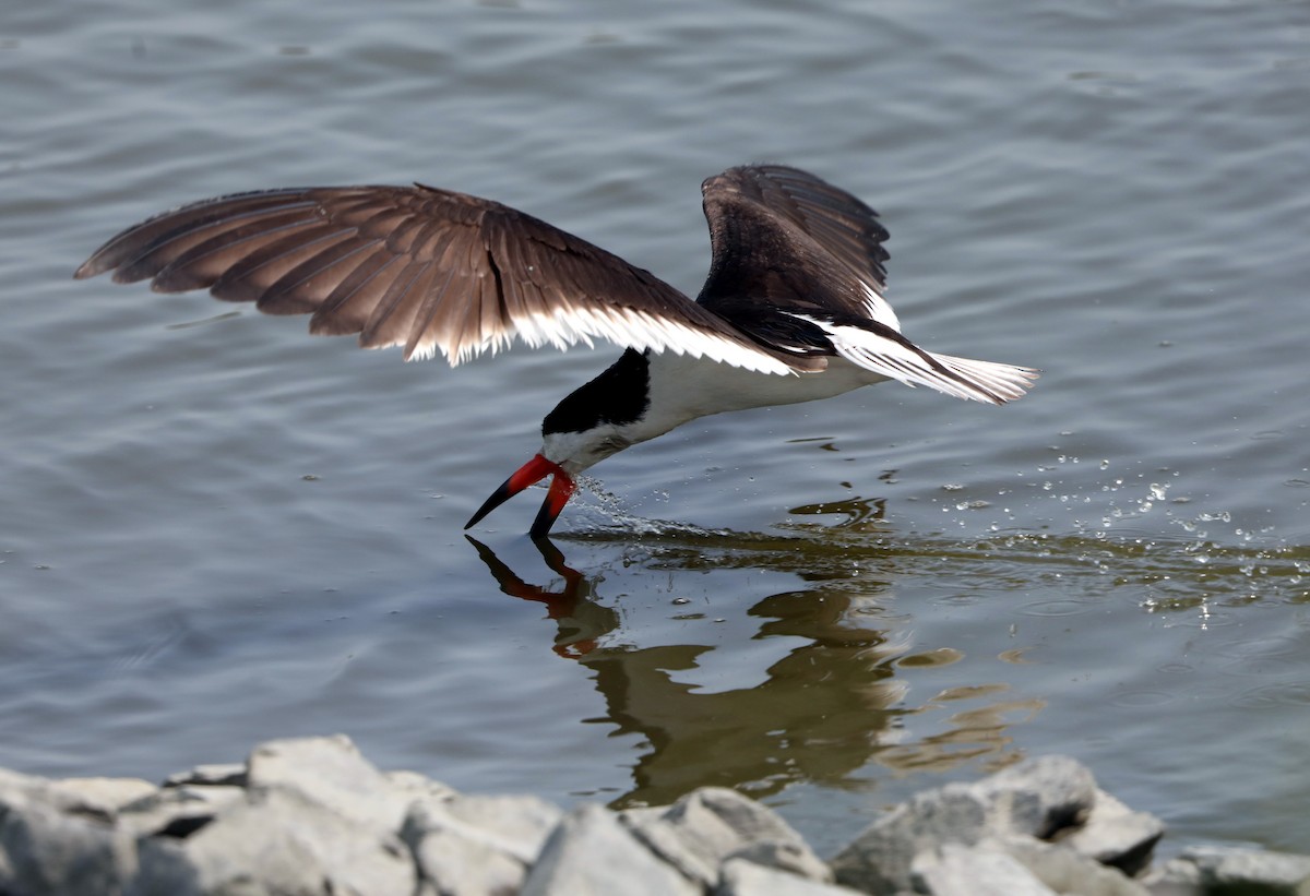 Black Skimmer - ML622122424