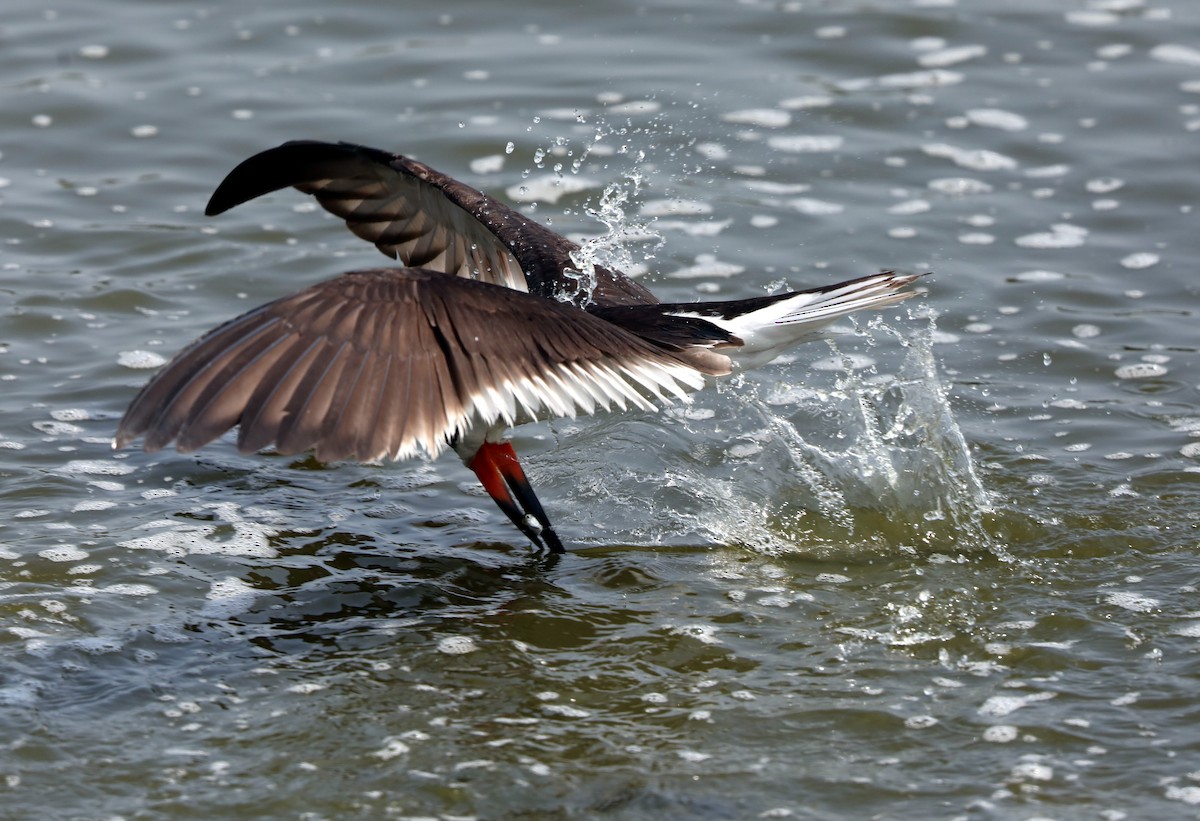 Black Skimmer - Kevin Munro Smith