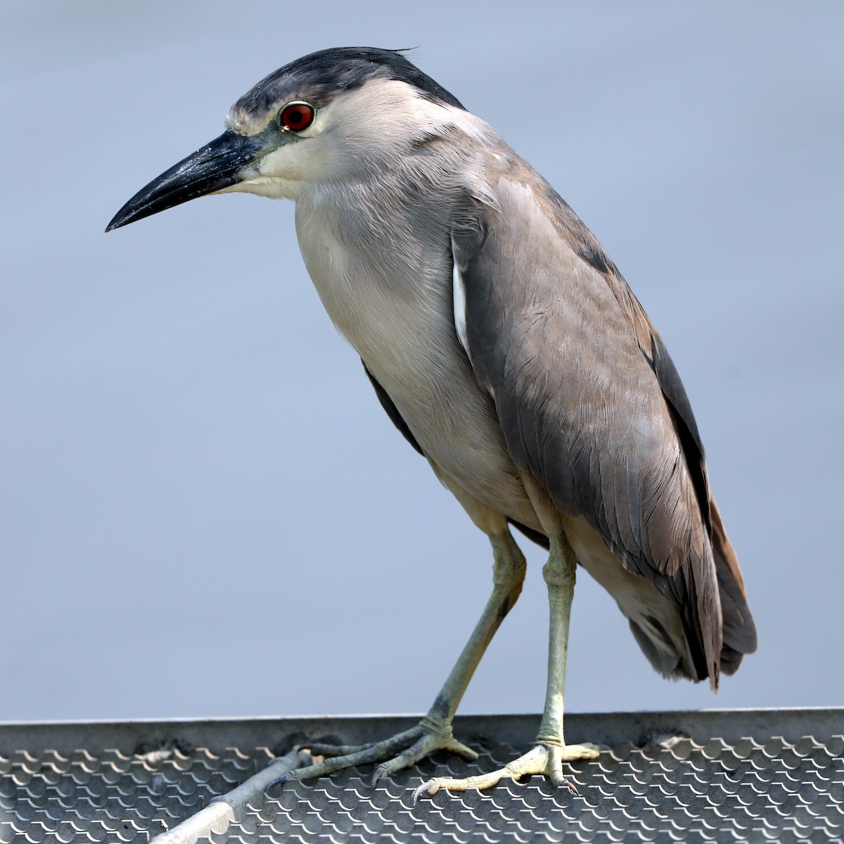 Black-crowned Night Heron - ML622122426