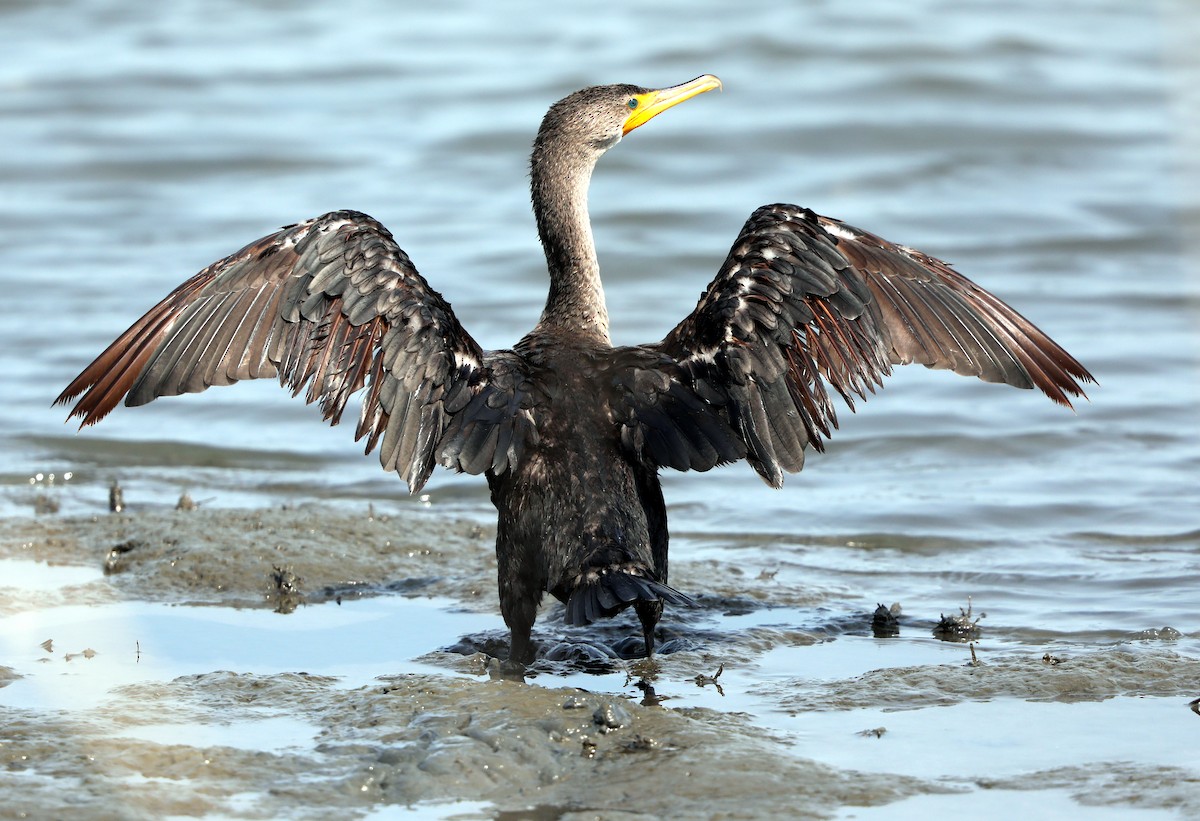 Double-crested Cormorant - Kevin Munro Smith