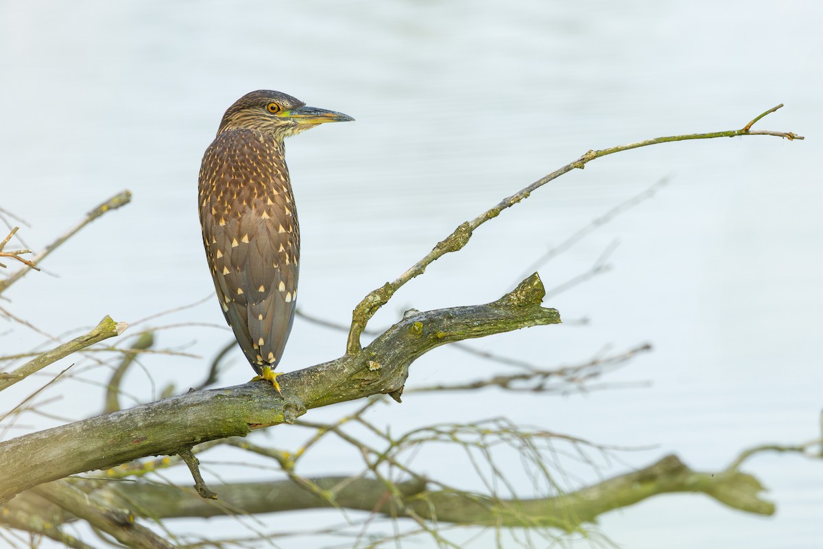 Black-crowned Night Heron - ML622122460