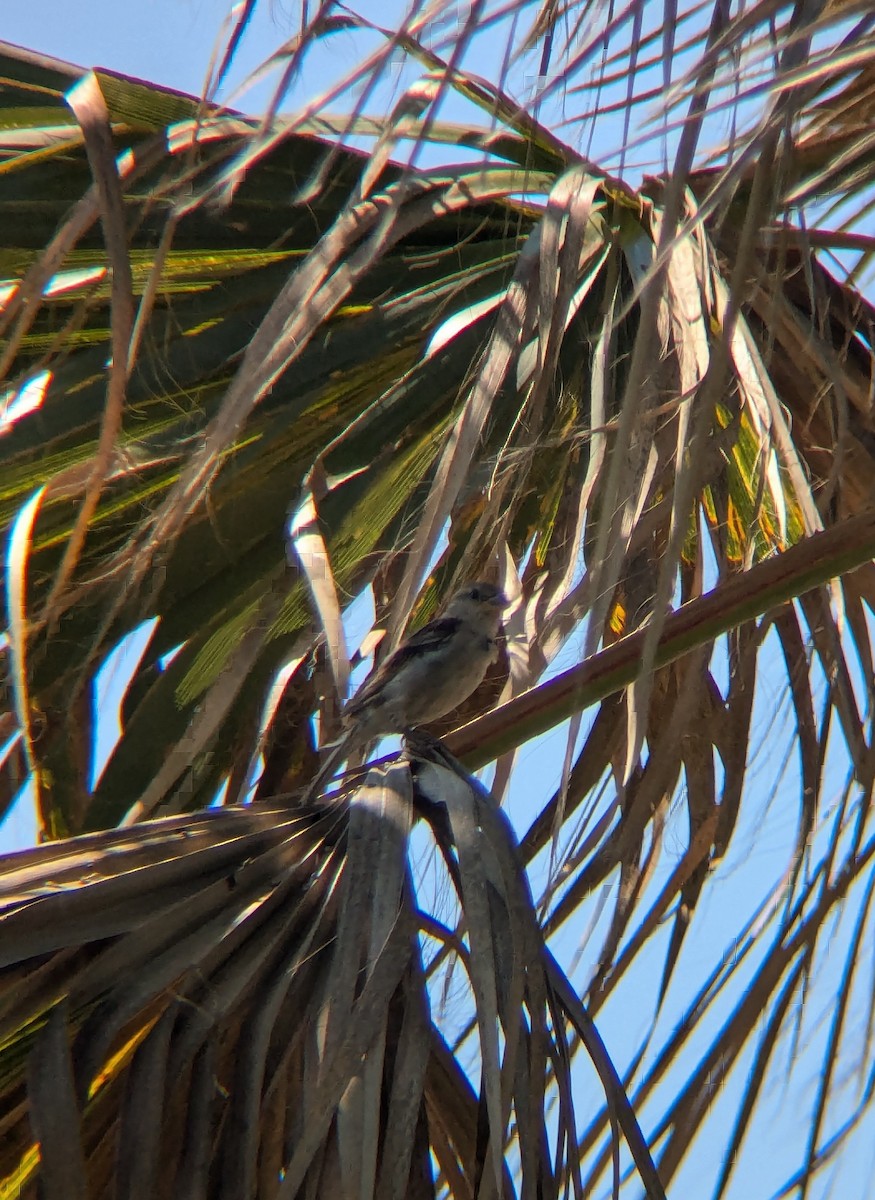 Italian Sparrow - ML622122465