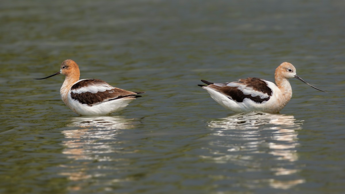 American Avocet - ML622122507