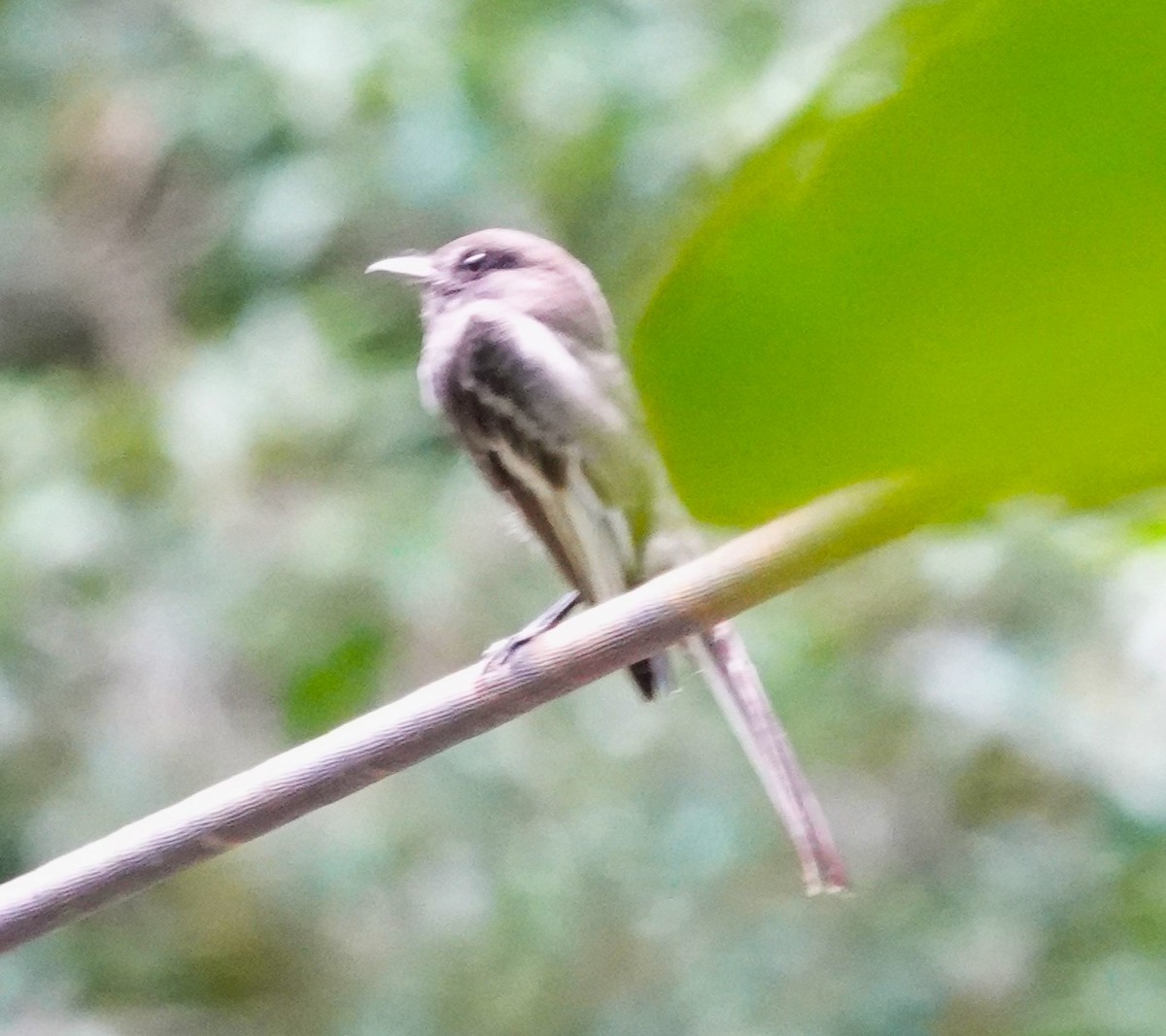 Yellow-winged Flatbill - ML622122520