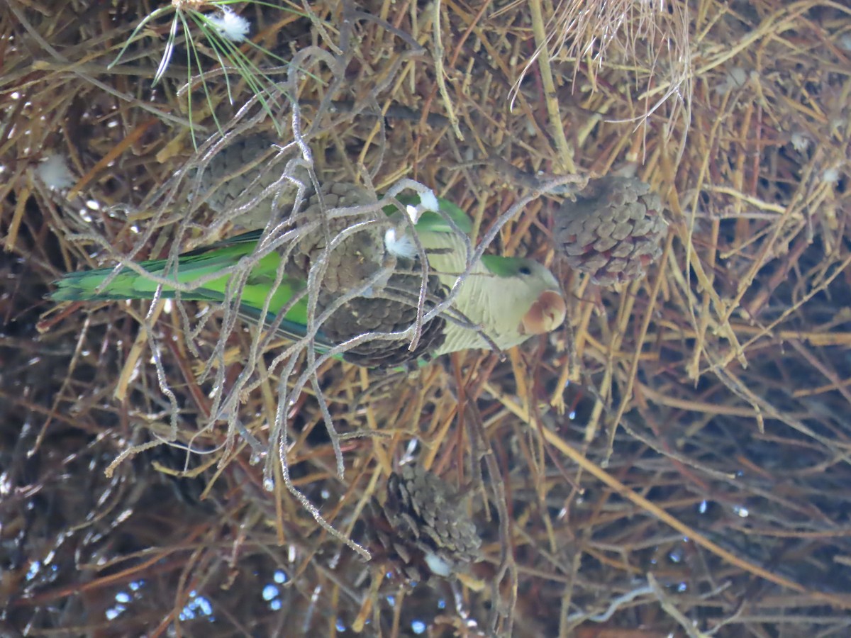 Monk Parakeet - ML622122521