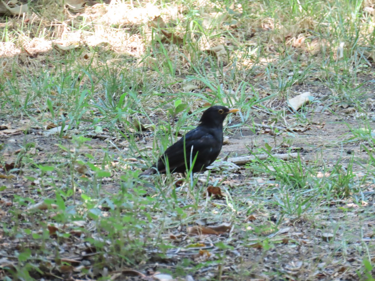 Eurasian Blackbird - ML622122522