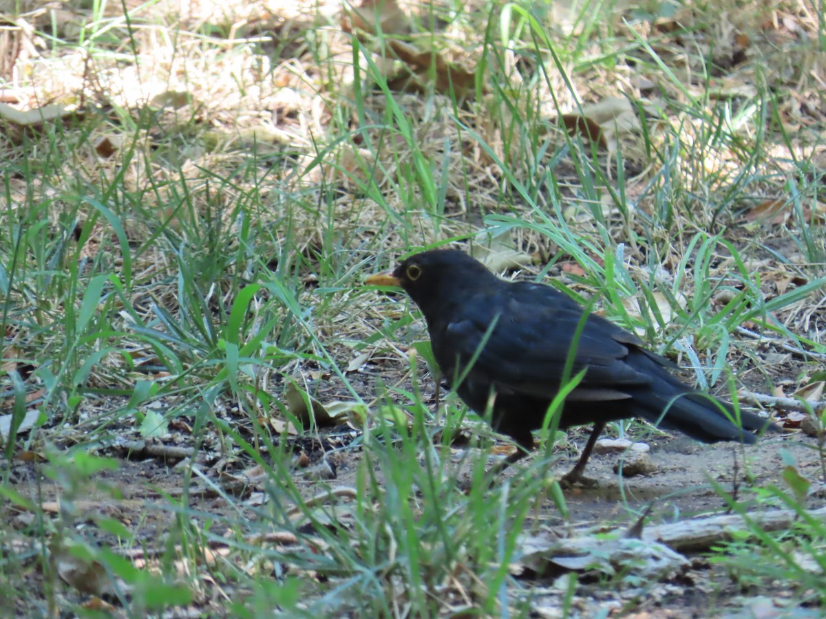 Eurasian Blackbird - Elizabeth Ferber