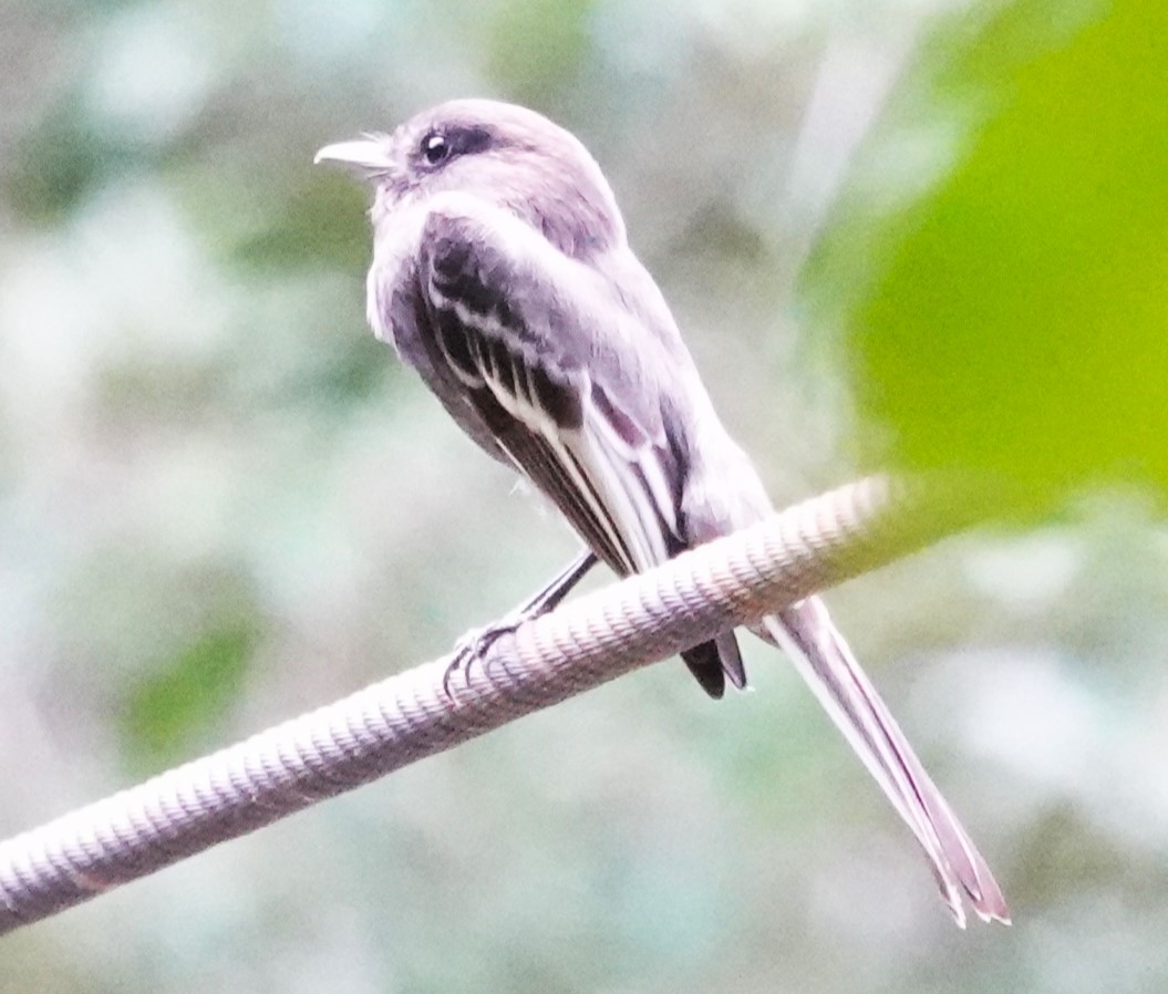 Yellow-winged Flatbill - ML622122524