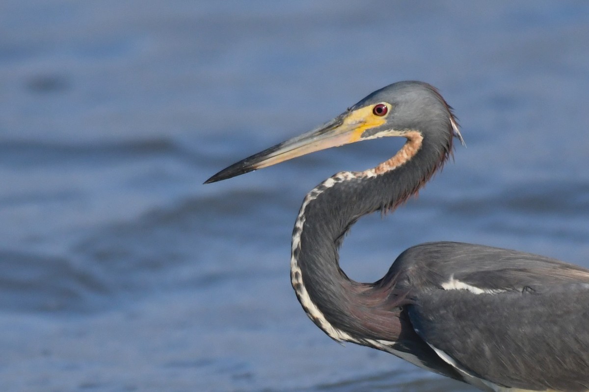 Tricolored Heron - ML622122525