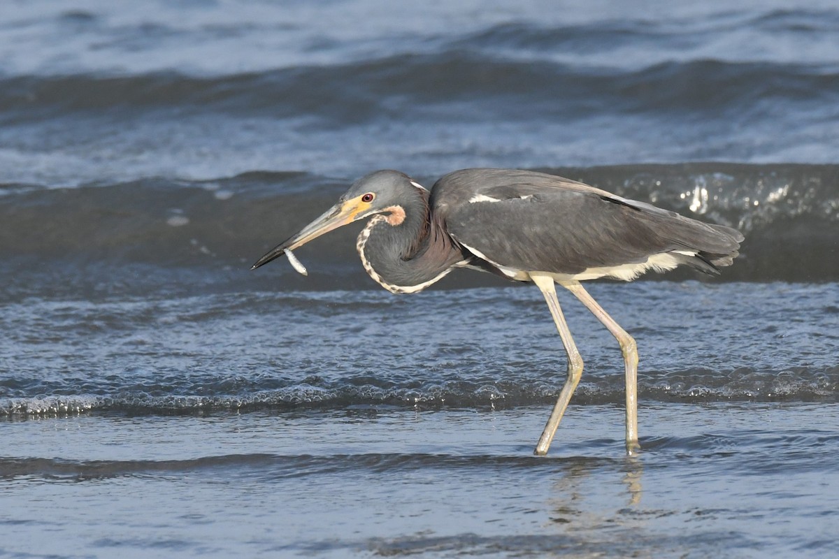 Tricolored Heron - ML622122526