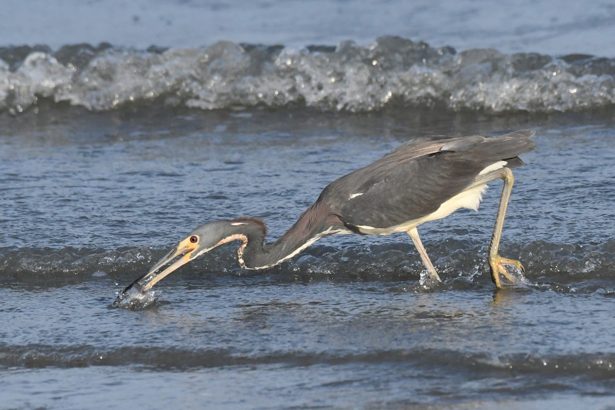 Tricolored Heron - ML622122527