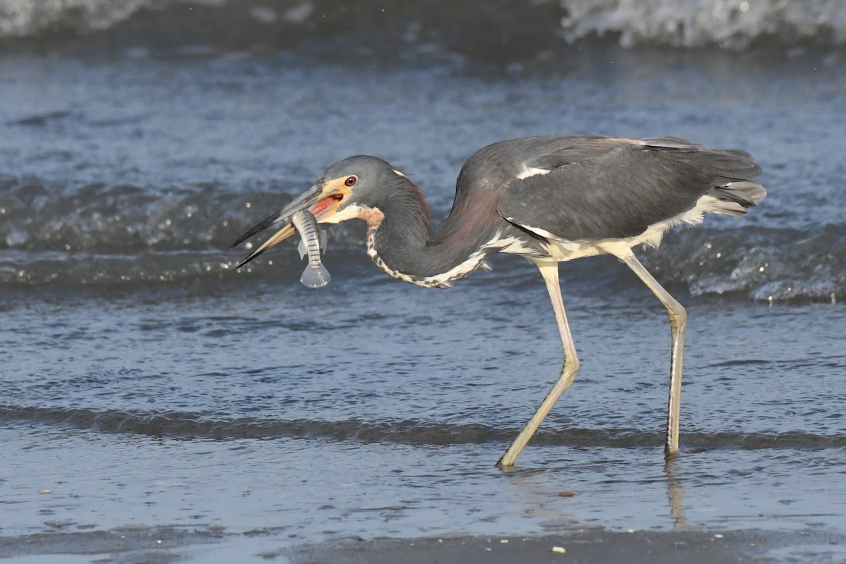 Tricolored Heron - ML622122528