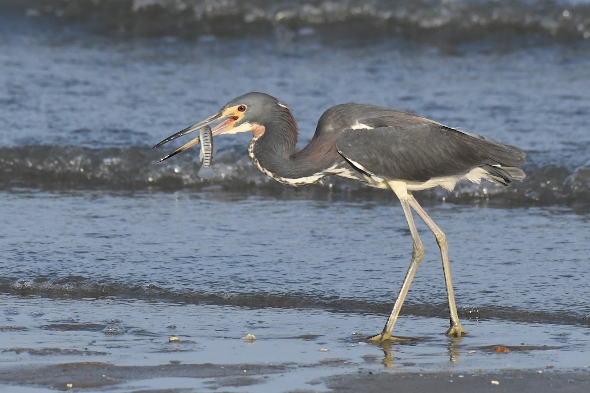 Tricolored Heron - ML622122529