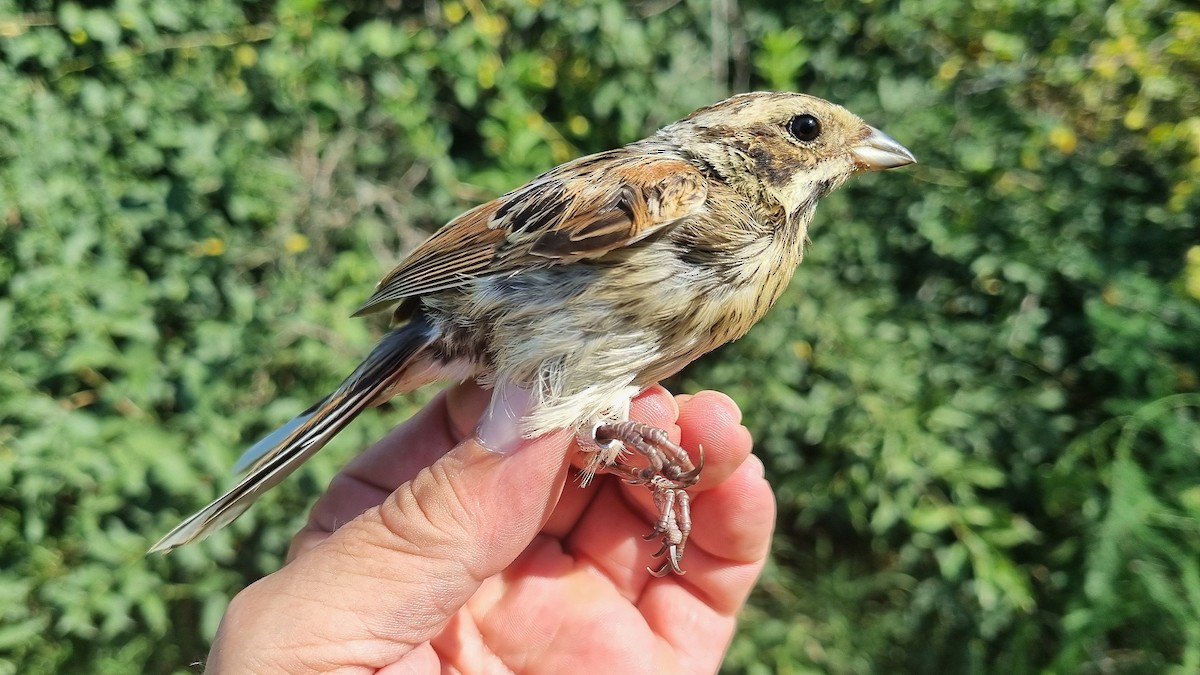 Reed Bunting - ML622122536