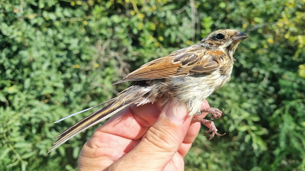 Reed Bunting - ML622122537