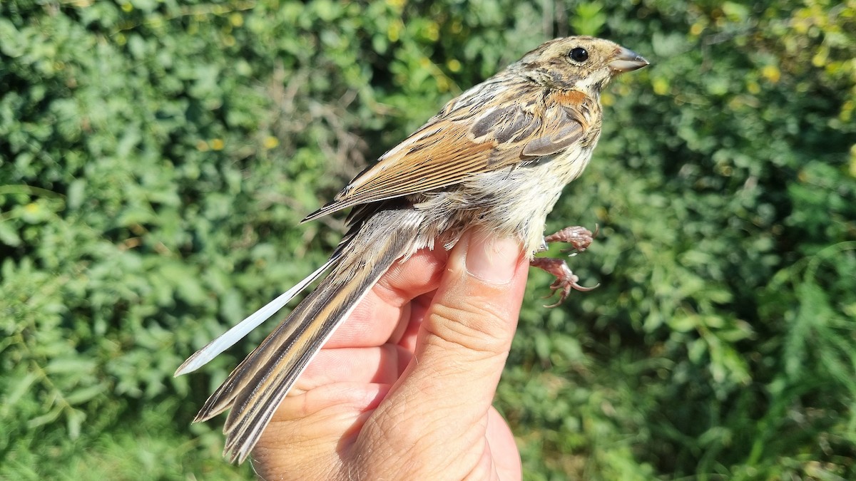 Reed Bunting - ML622122538