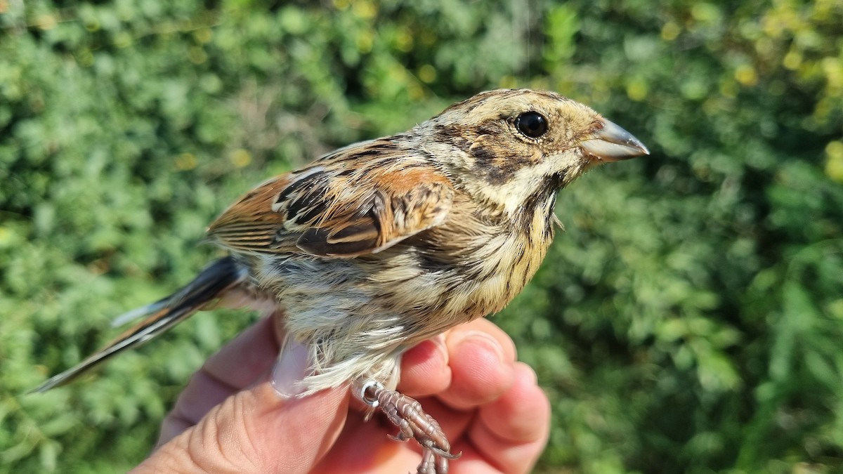 Reed Bunting - ML622122539