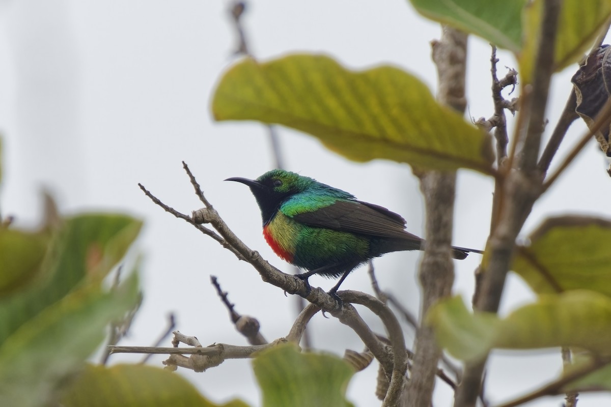 Beautiful Sunbird - ML622122540