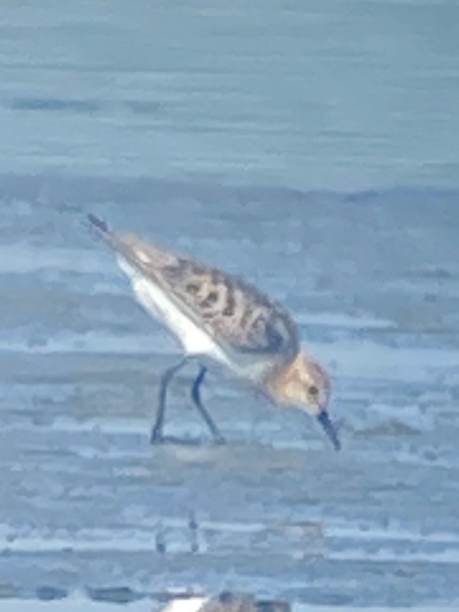 Little Stint - ML622122541