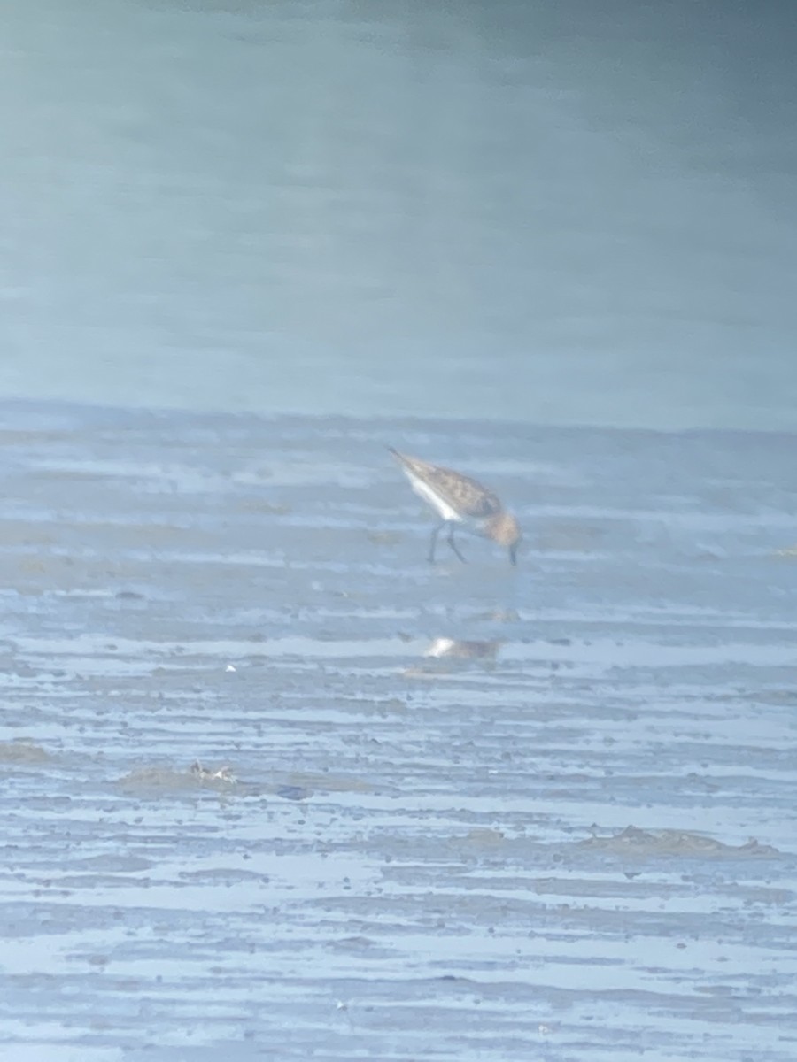 Little Stint - ML622122542