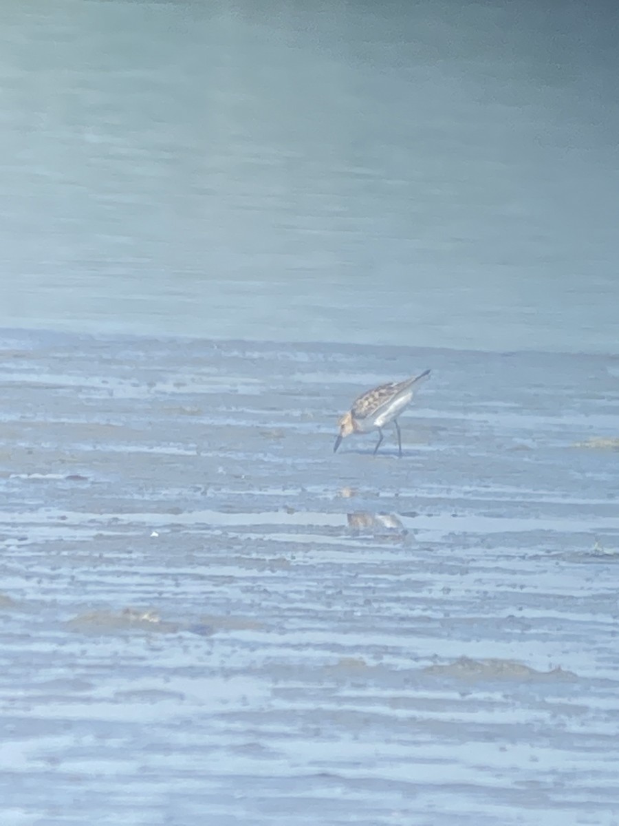 Little Stint - ML622122543