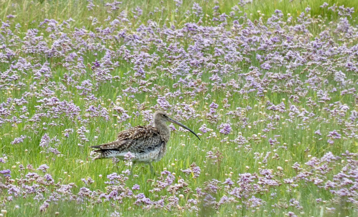 Eurasian Curlew - ML622122544